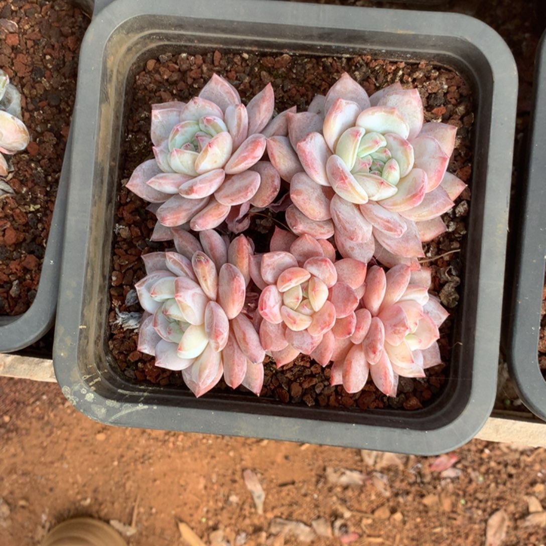 无花朵哈哈哈哈哈哈哈哈哈22