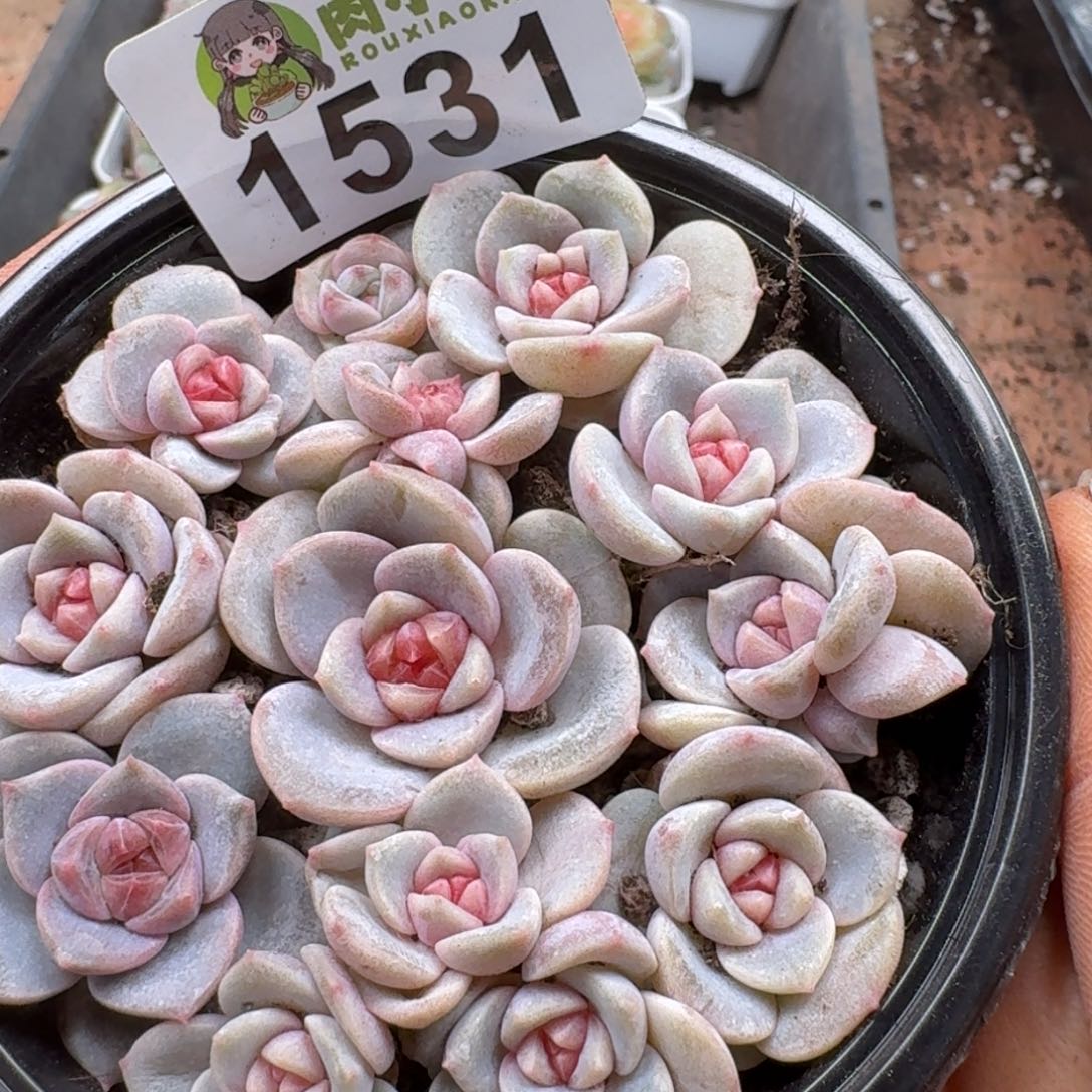 多肉植物多肉植物