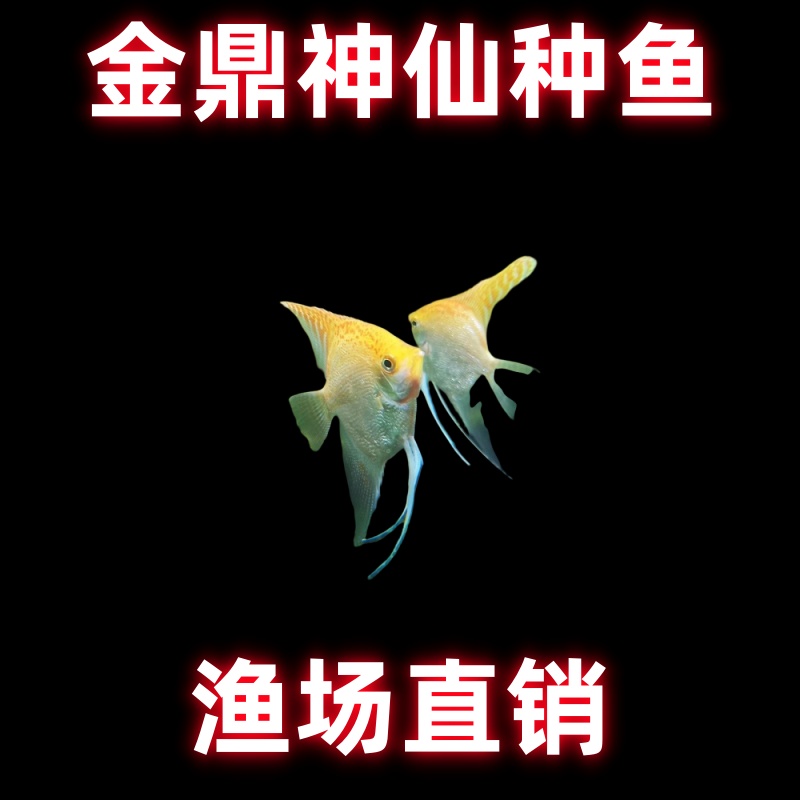 【金鼎神仙种鱼】神仙鱼热带观赏鱼活体淡水鱼苗好养耐活秘鲁燕鱼