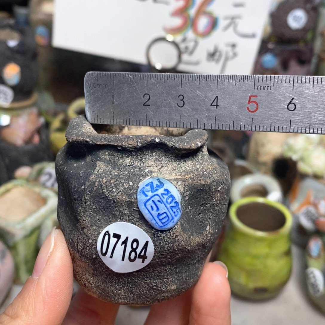 花盆拍3送一个小礼物