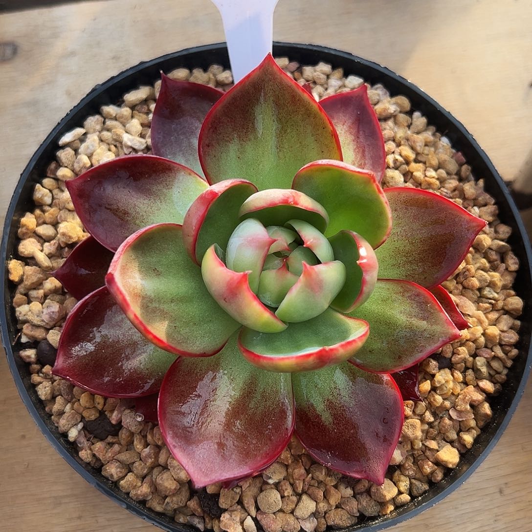 小***8惊鸿仙子一物一拍290号