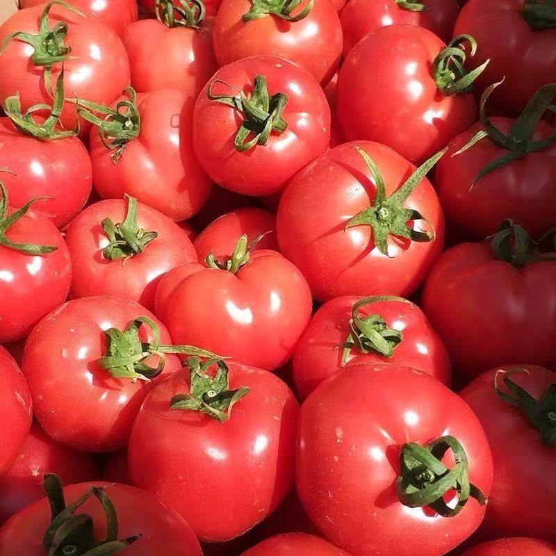 新鲜现摘26年1月沙瓤西红柿大番茄农家自种自然熟西红柿蔬菜水果
