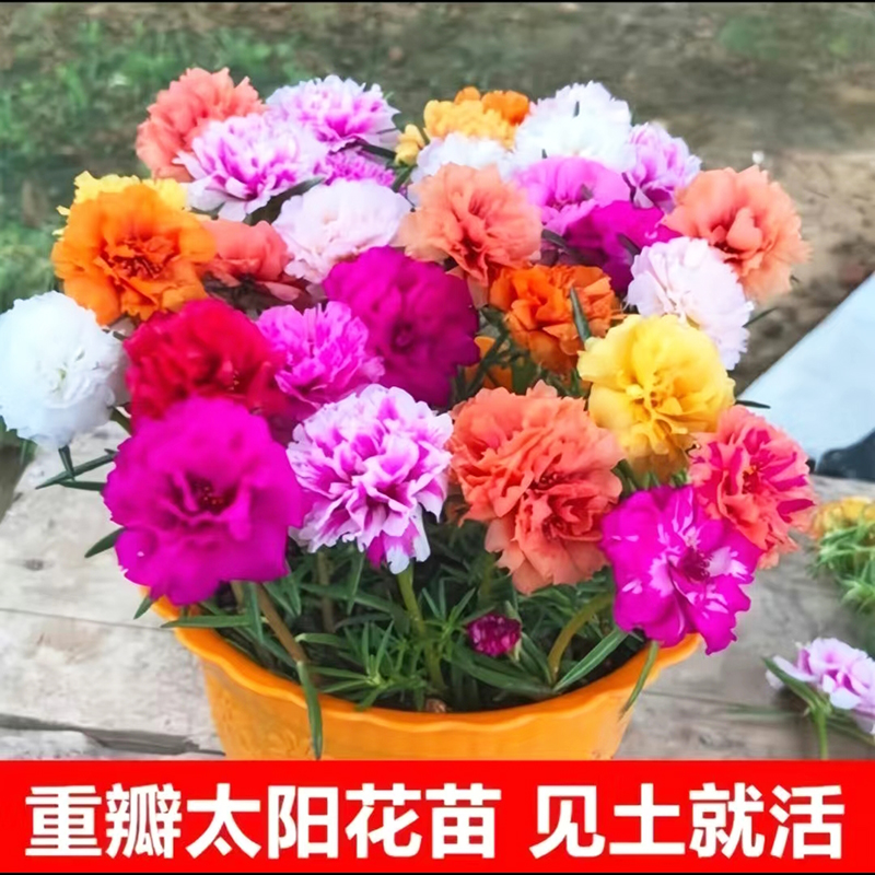 带根带土带花苞重瓣太阳花苗混色好养花卉适合阳台庭院