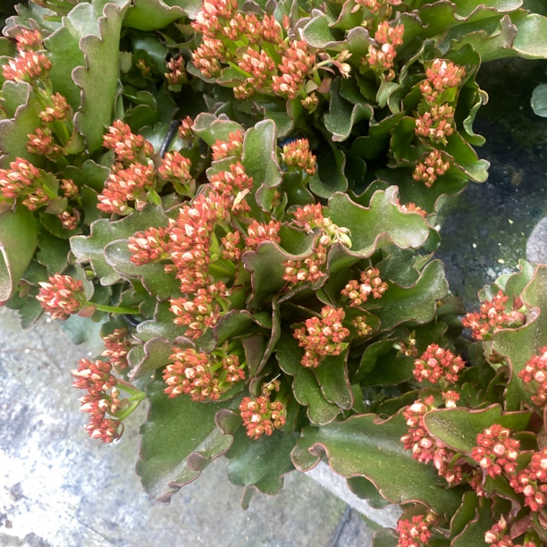 紫霞仙子长寿室内盆栽