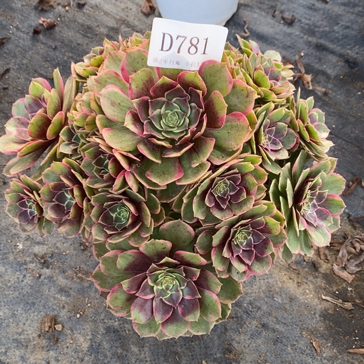 781夜宴多肉植物断侧枝不包