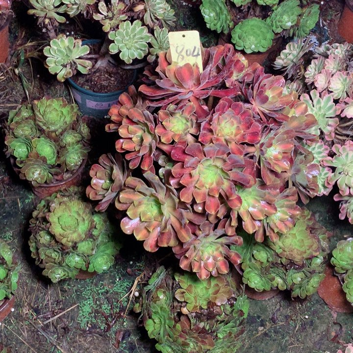 804华纳多肉一物一拍