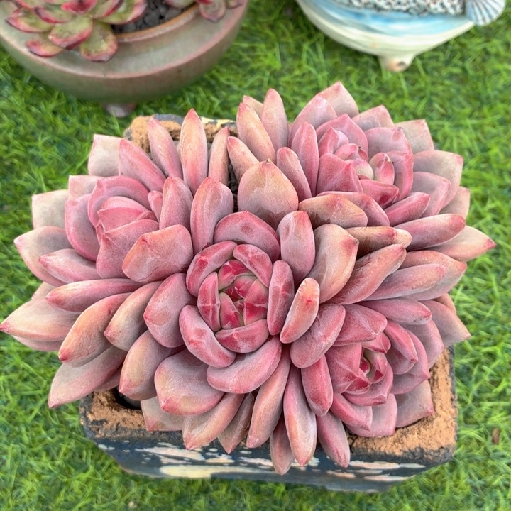 多肉植物 爱丽尔-4