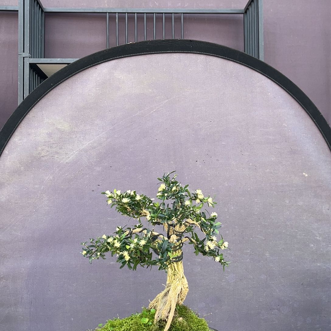 塑料小叶雀舌皱皮黄杨