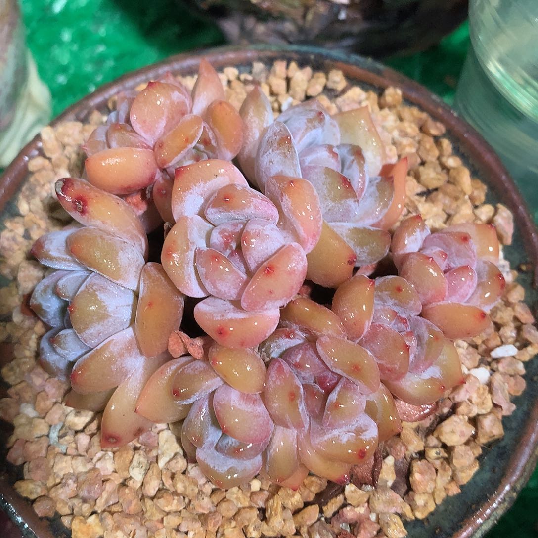 星影群10公分一物一拍