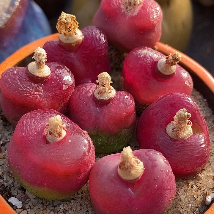 24506单头样本大红母本一颗