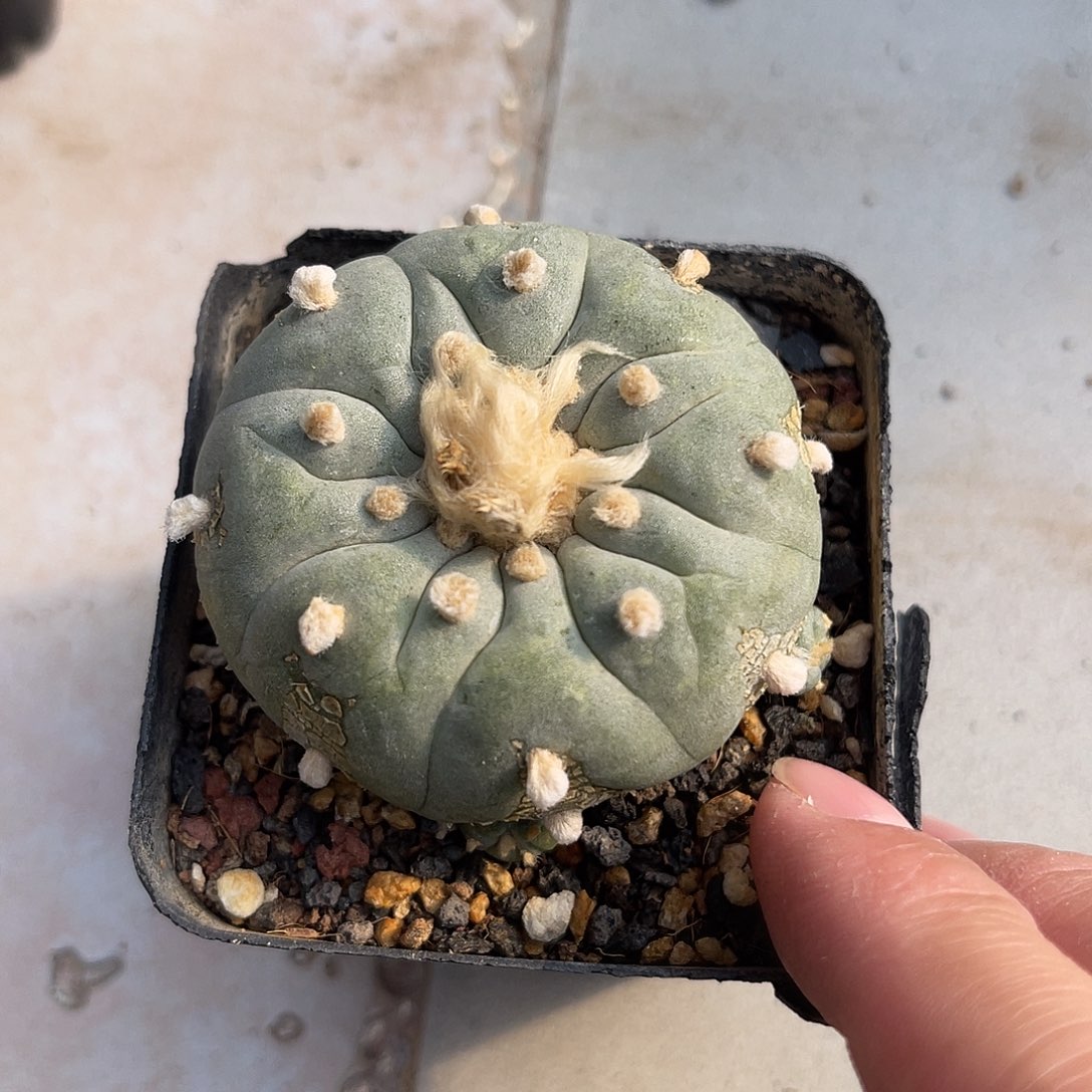 日系大尤白肌鱼一物一拍