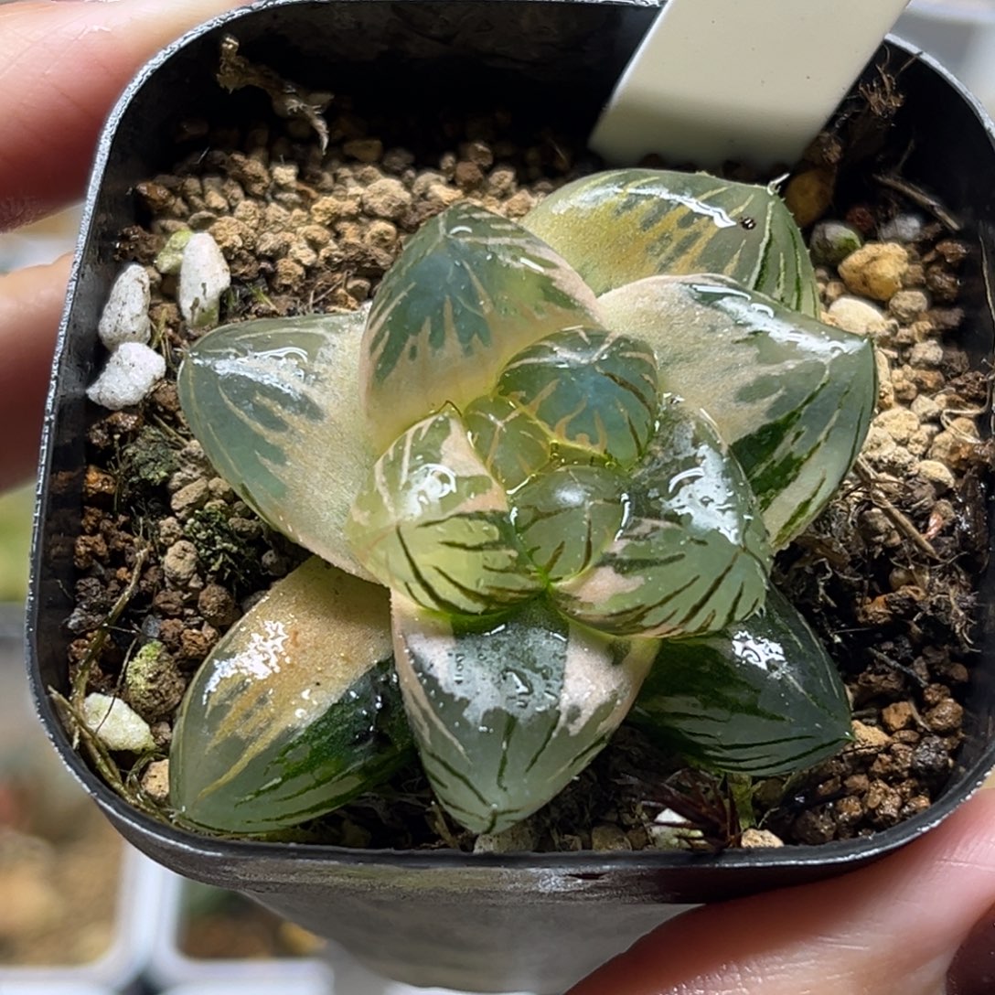 95巨大化糊斑趋势OM玉露锦带仔福利专场