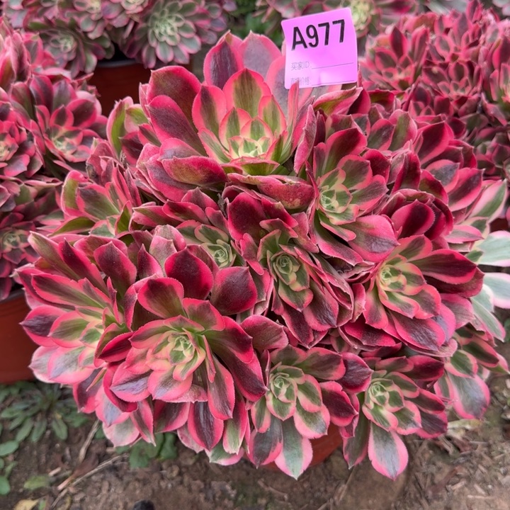 粉女郎多肉法师977号法师