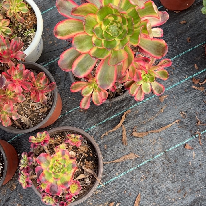 夕***…无毒白多肉植物花花