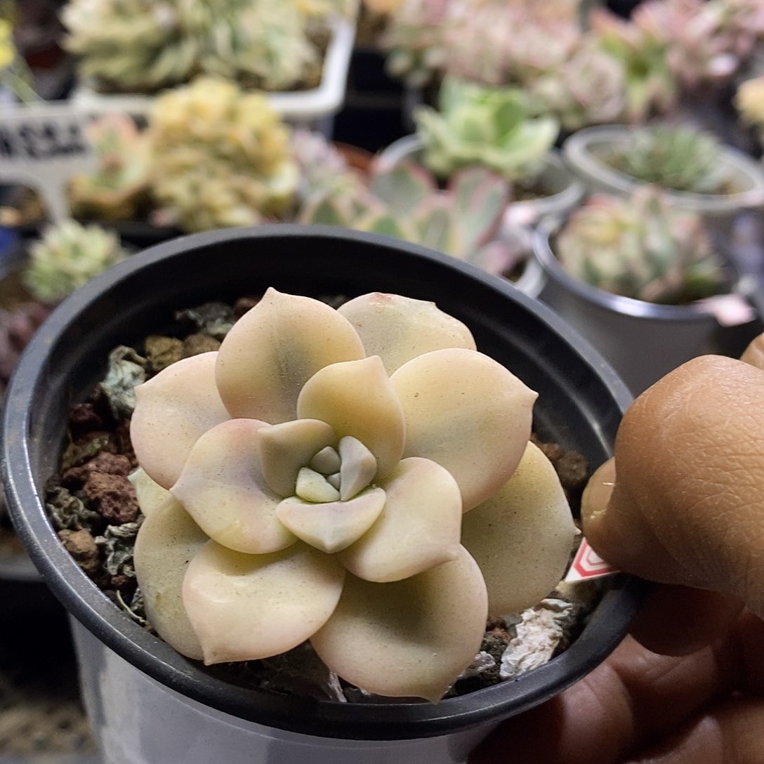 10114华丽风车腹轮锦