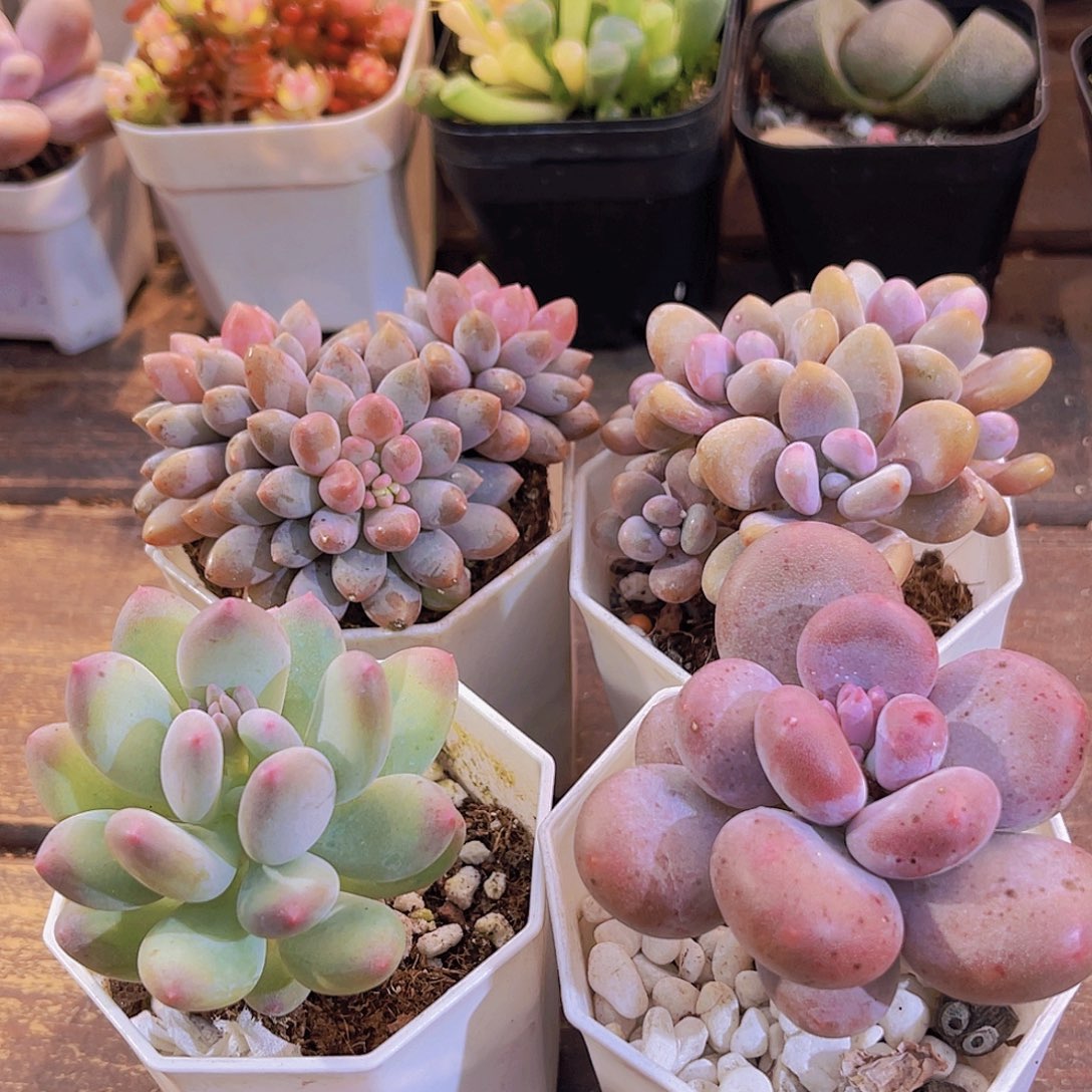 蓝舍香水➕桃蛋➕苹果奶➕胖美人