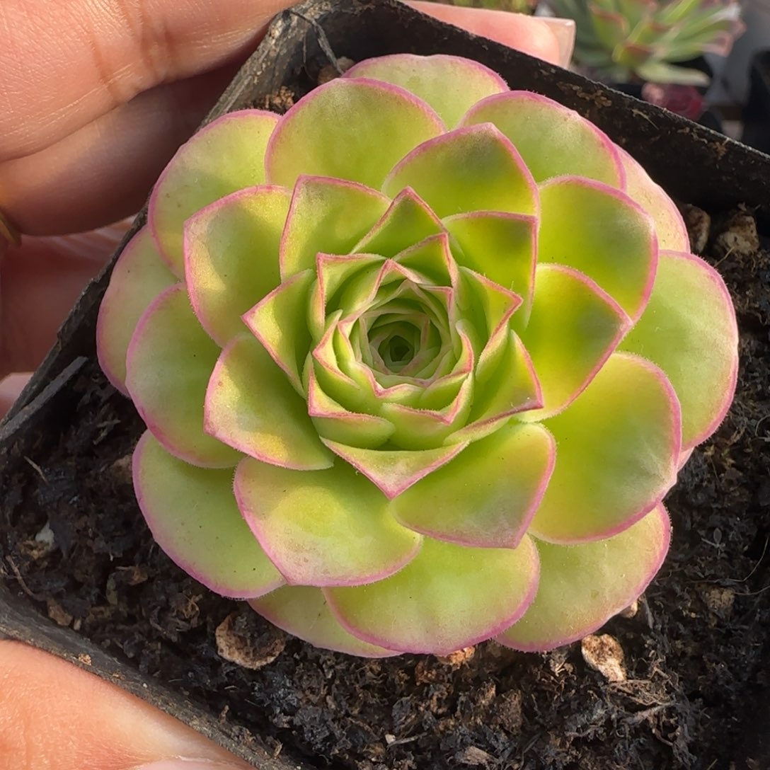 L576半城玫瑰金色梦影不含盆土