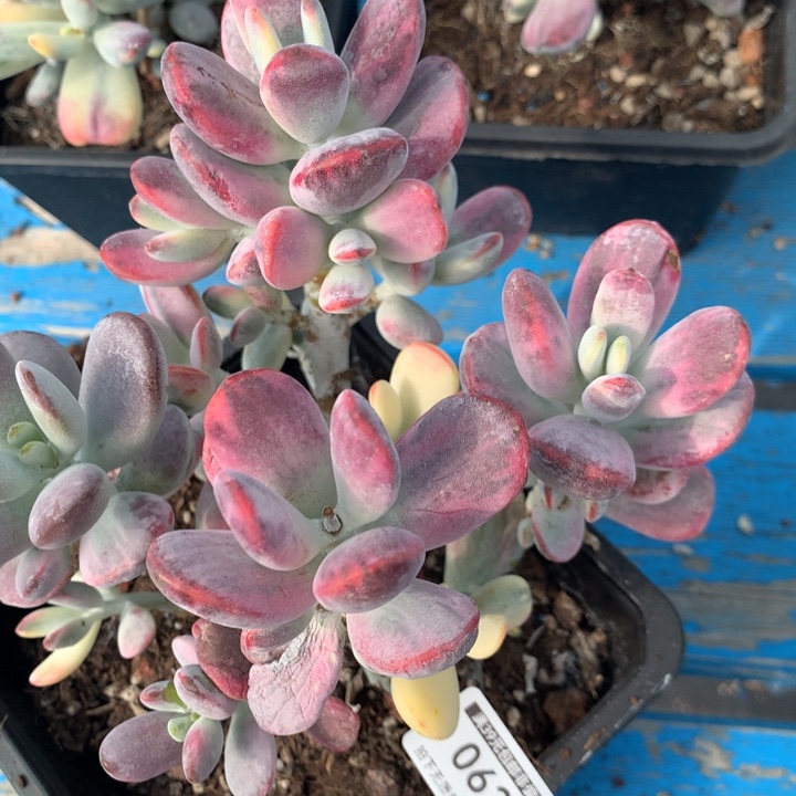 罗***城无花朵专拍链接多肉植物