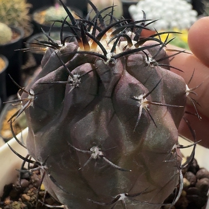 栗星玉实生仙人球