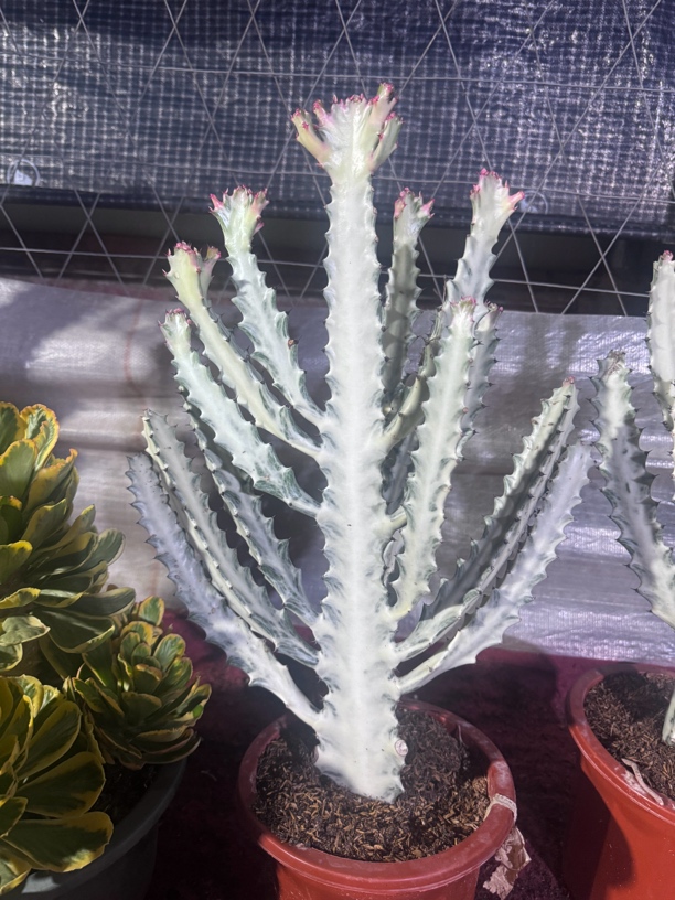 （裸根脱盆！！）白龙骨仙人掌北欧风多肉室内防辐射吸甲醛绿植盆栽