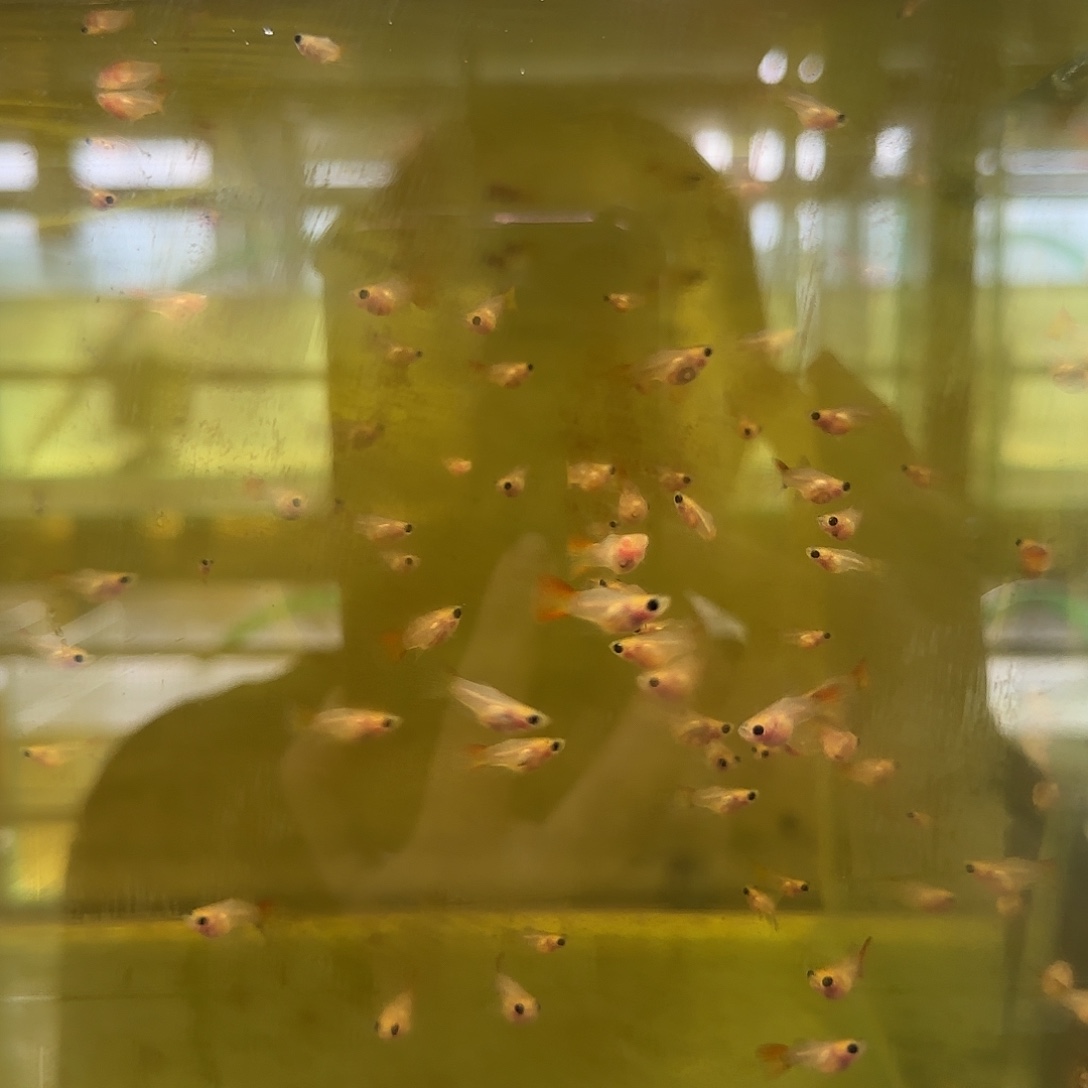 孔雀鱼福利银河琉璃玻璃猫苗10条随机