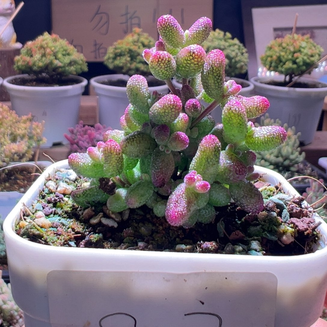 807花斑露一物一拍包开箱