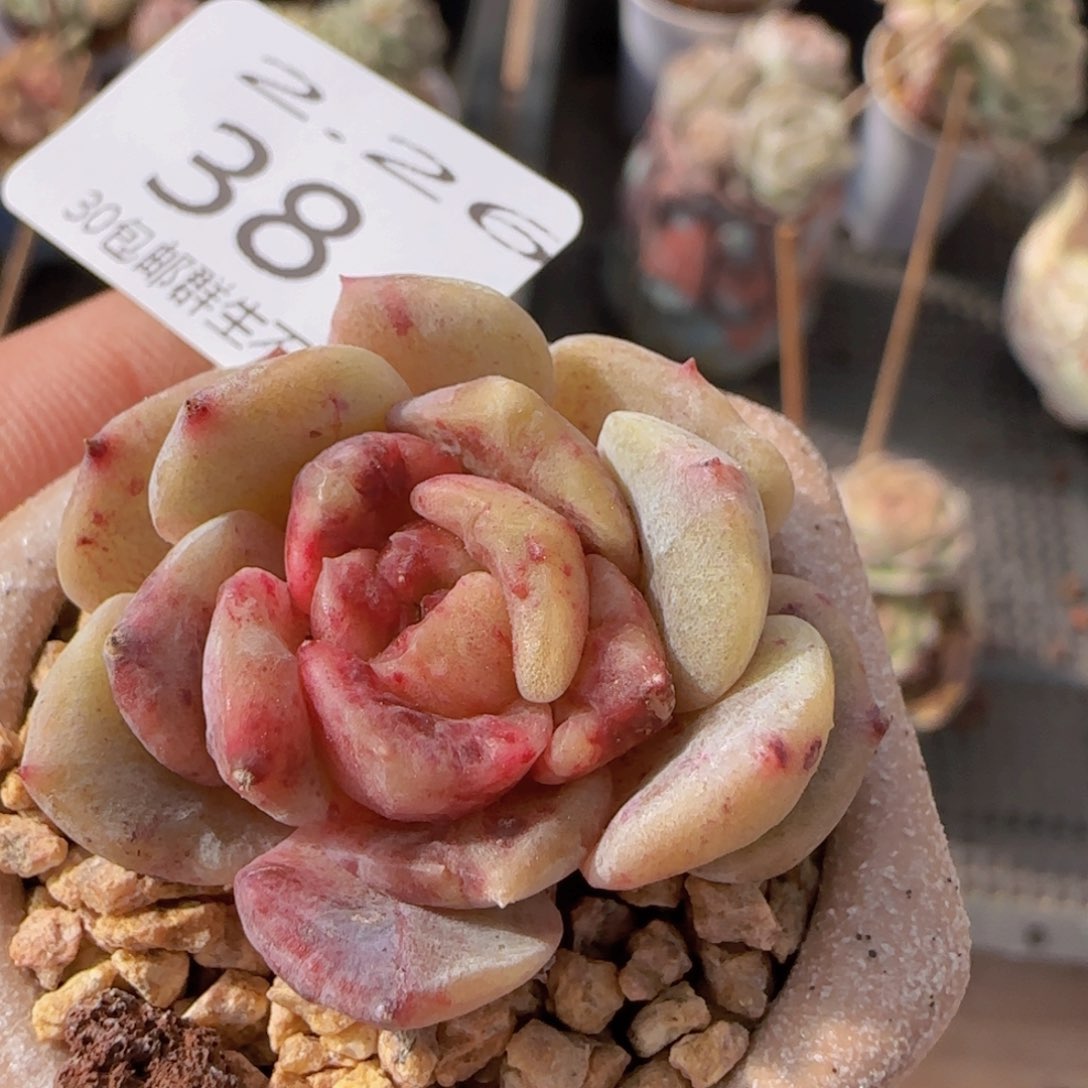 冰魄石化锦单头一颗