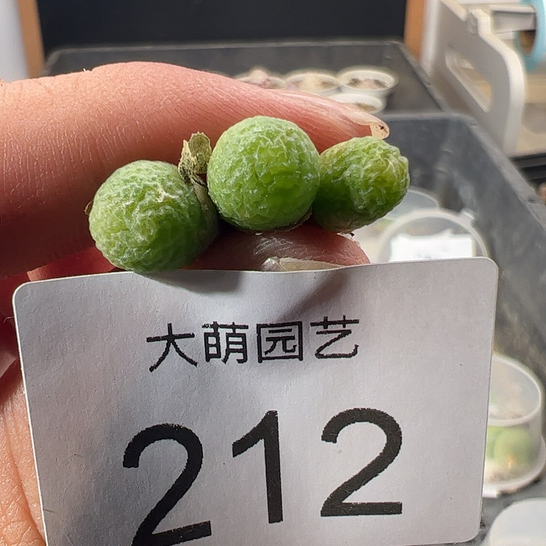 一物一拍。      212