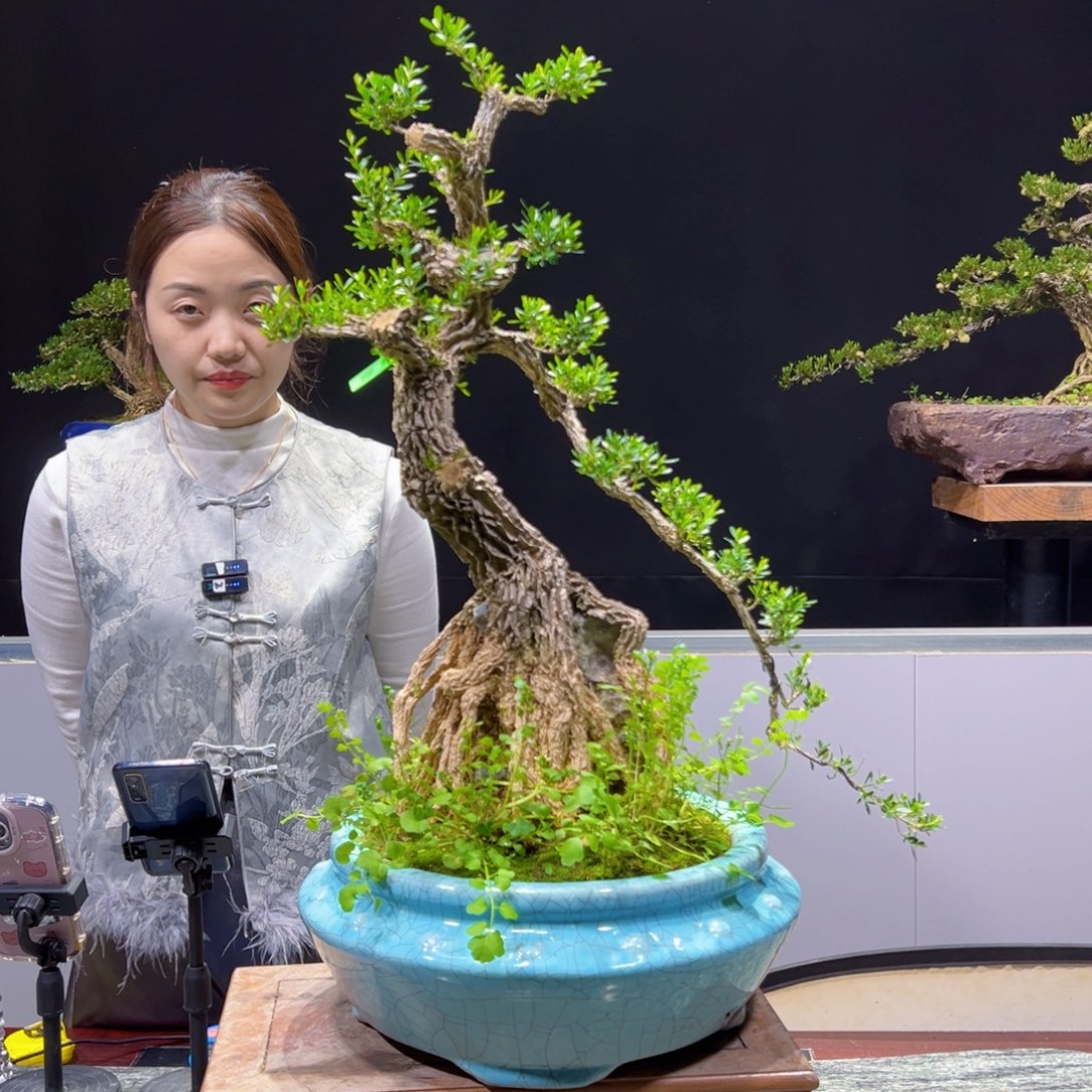 四季常青老桩黄杨盆景