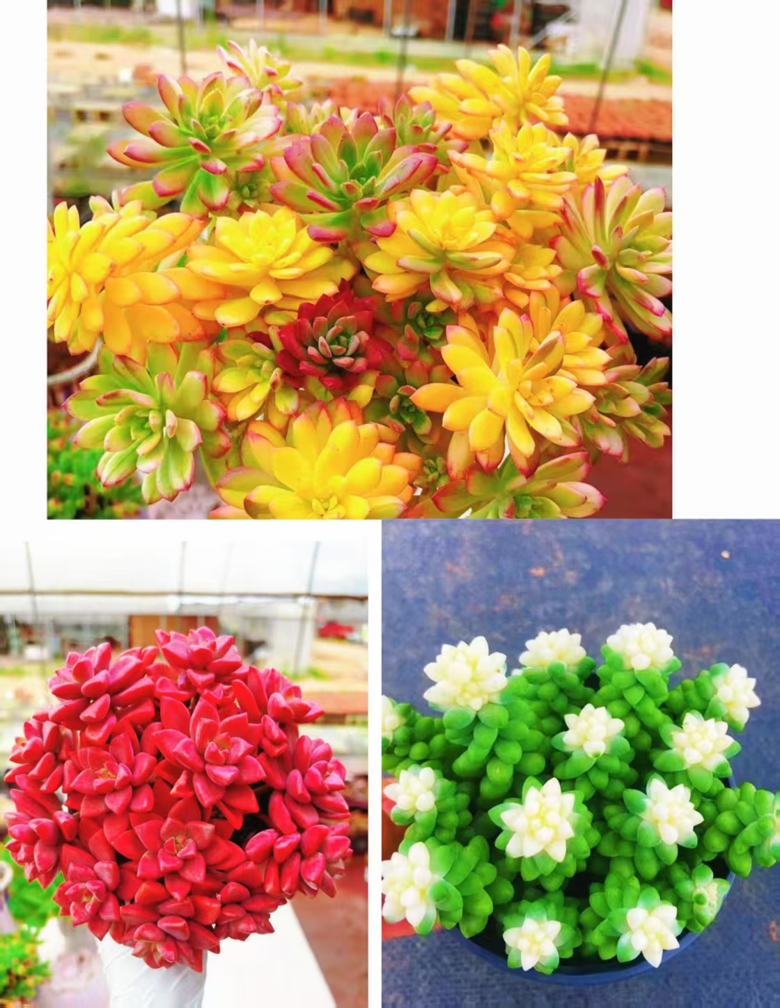 {七彩云南+小桃红+雪花} 带盆土发 新手好养活 室内外养 金喜多肉