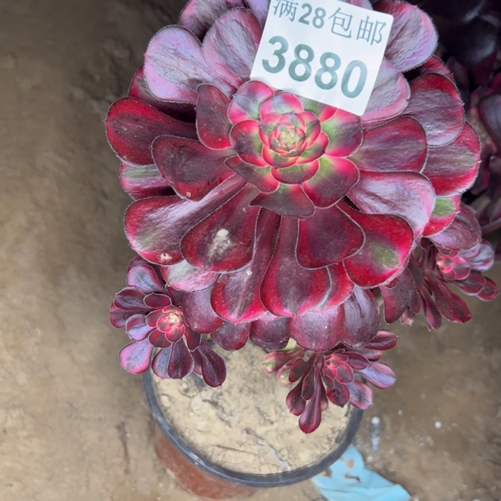 3880香奈儿杆歪多肉植物