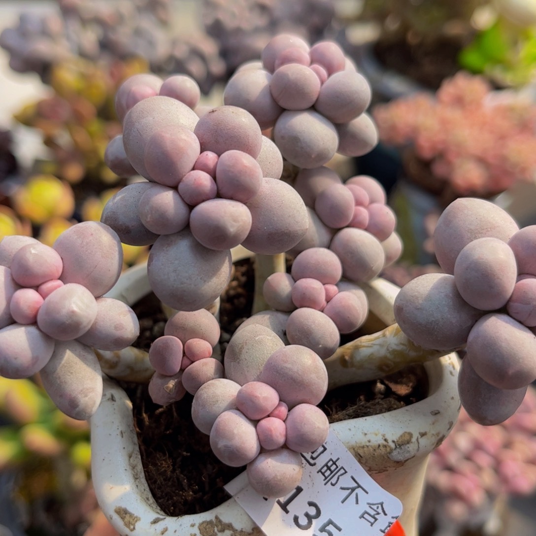 135/9cm香水手指多肉