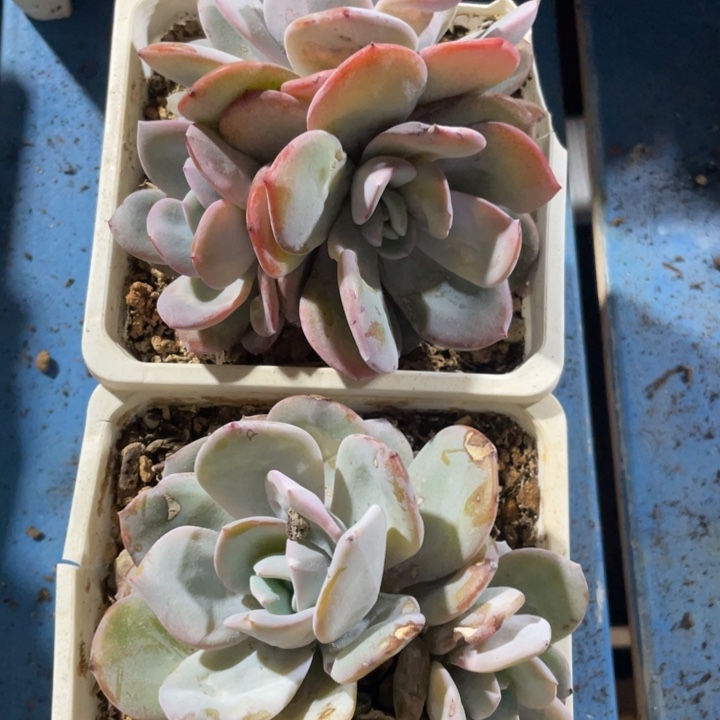 韩版奶茶，2个3头，瑕疵福利