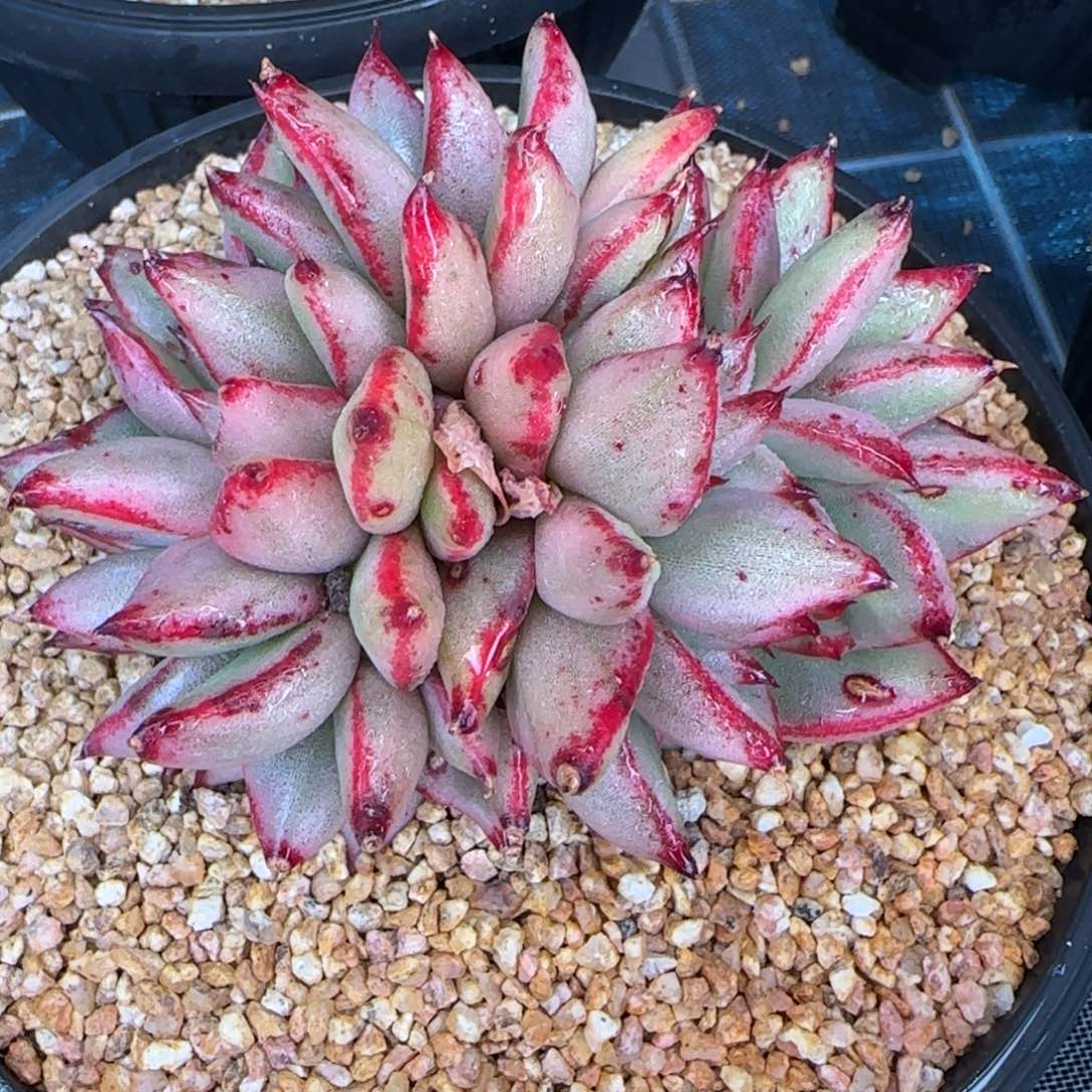 从前慢花园精选多肉玛丽亚锦缀