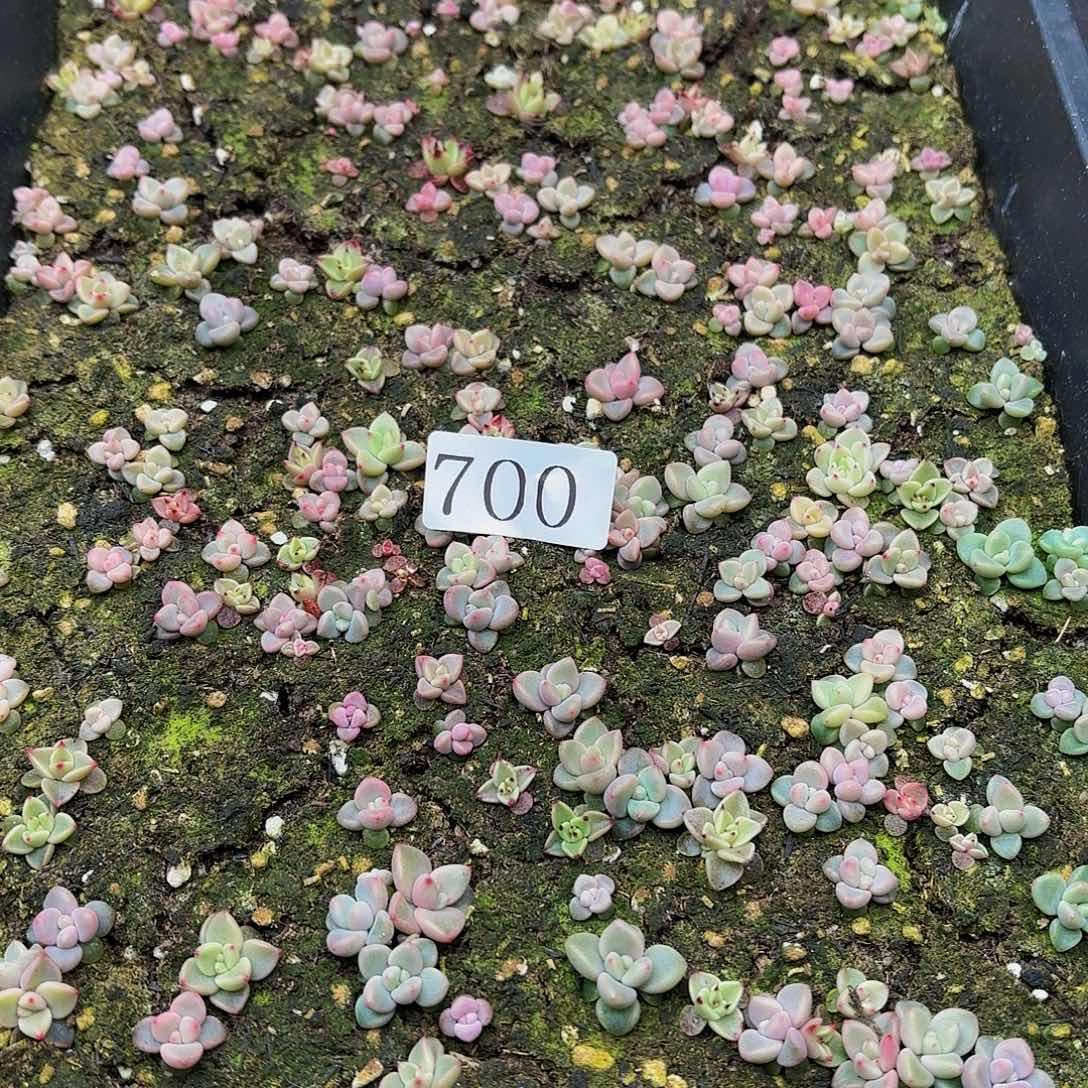多肉植物多肉植物700