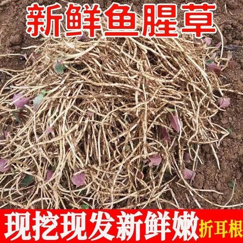 贵州现挖折耳根 鱼腥草 嫩根根斤新鲜嫩芽凉拌爽口煲汤