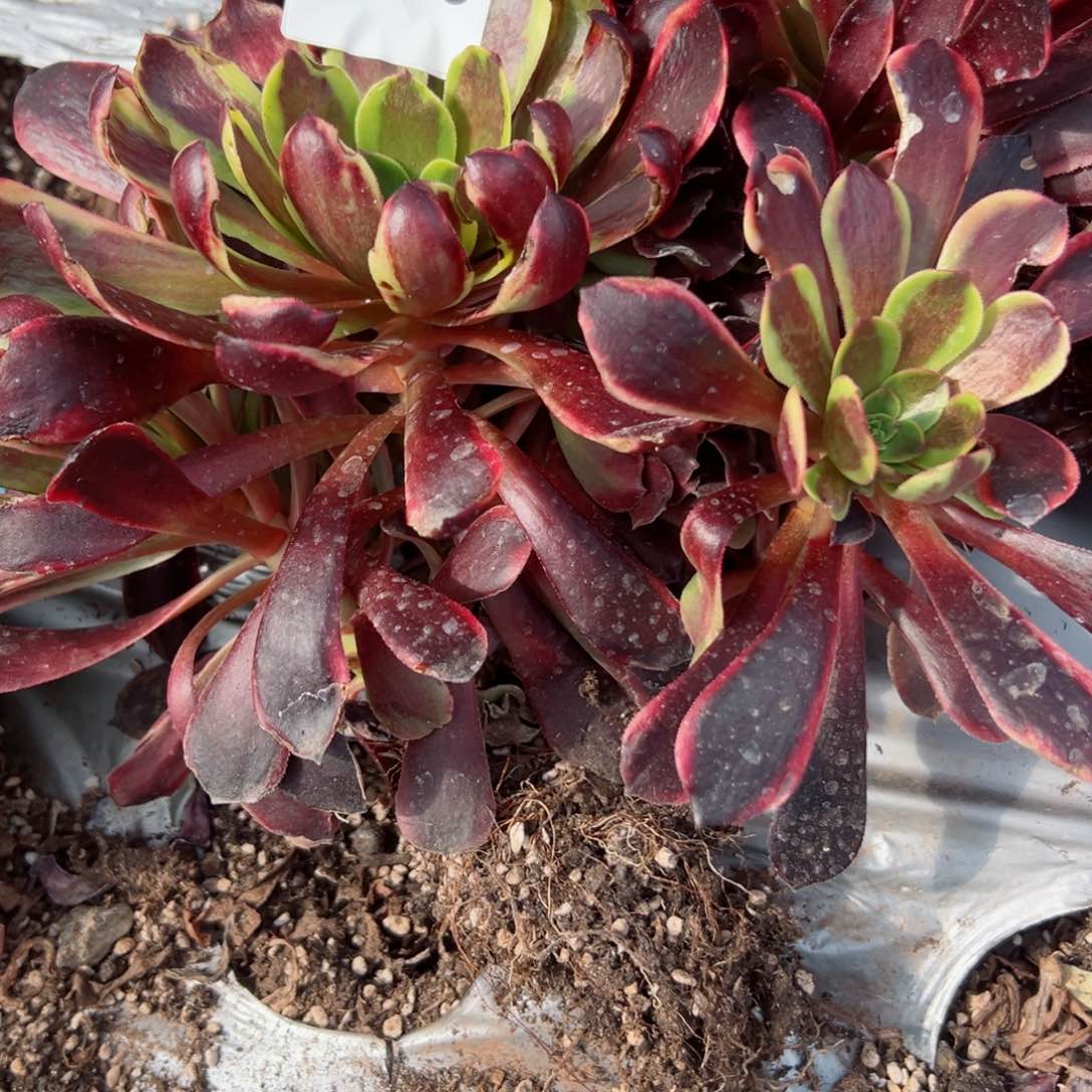 670 号多肉植物法师新年福利