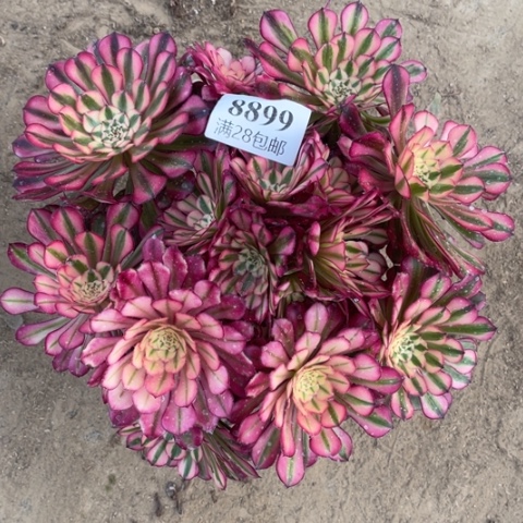 桐胡多肉多肉8899