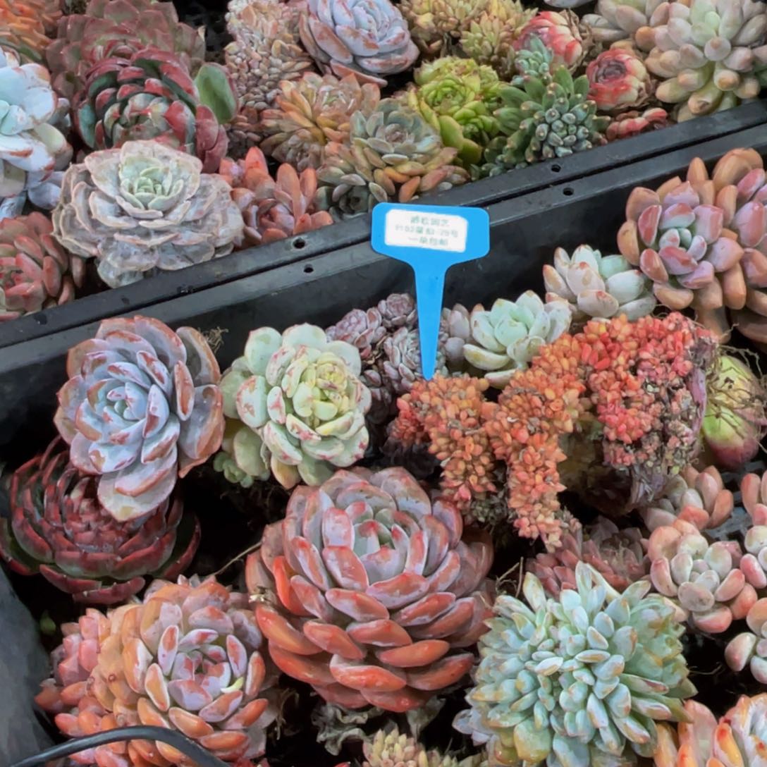 1102-25-老桩美肉组合六颗量拍