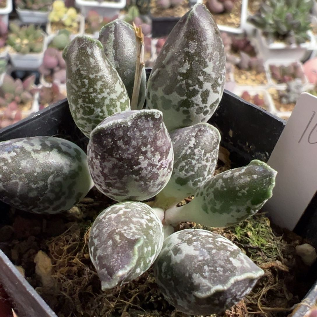 三代紫海豹多头纯木质的