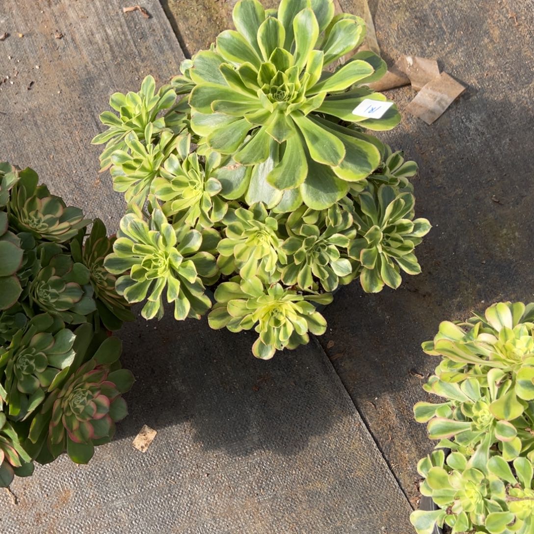 180白兰地多肉多肉多肉