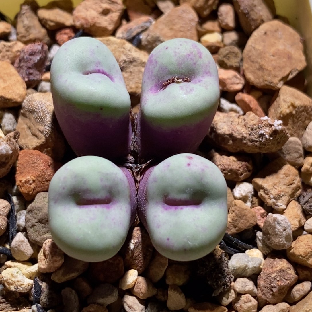 贝特芬小红嘴贝特芬小红嘴