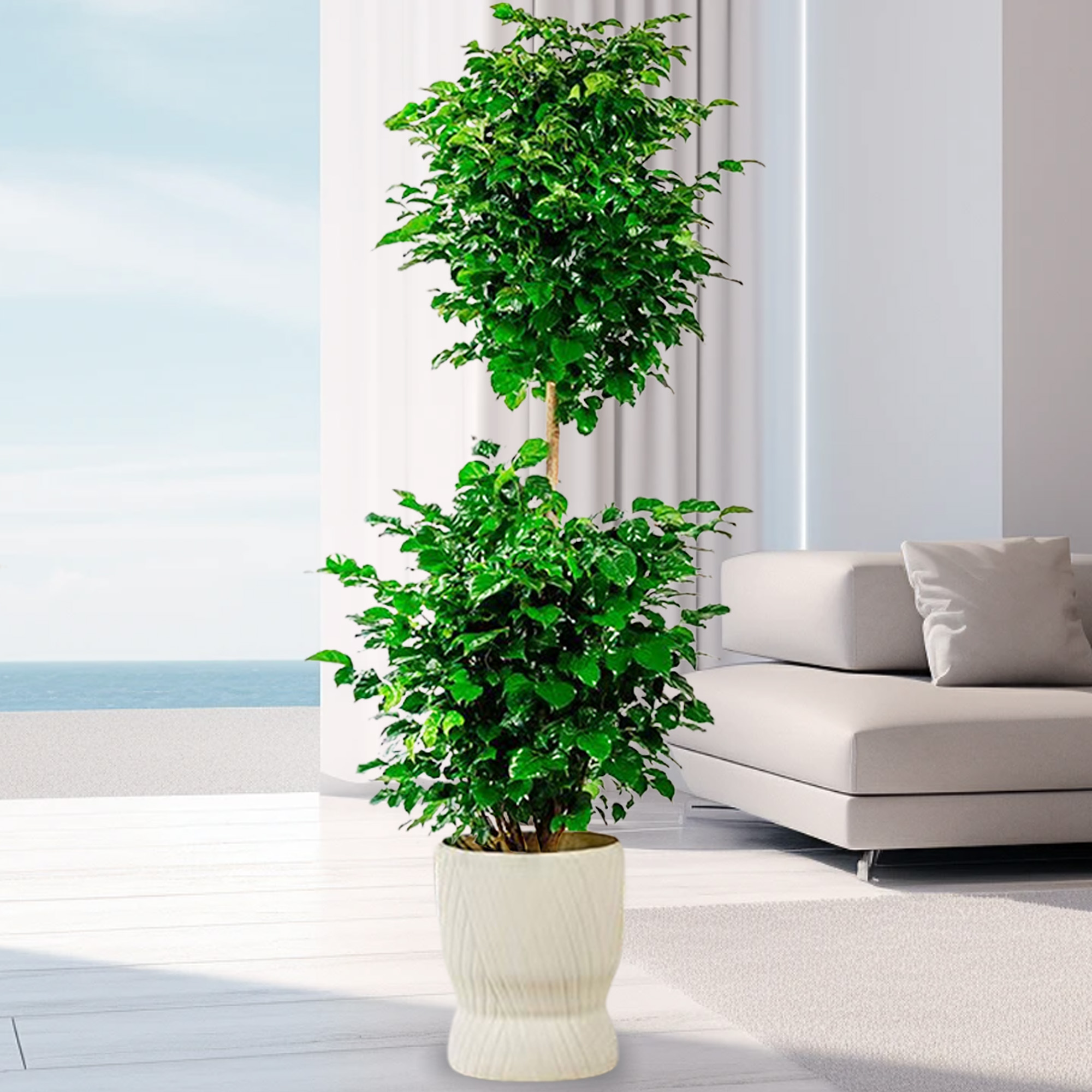 【送货上门】1.2-1.4米双层幸福树绿宝树室内大型绿植绿植盆栽 