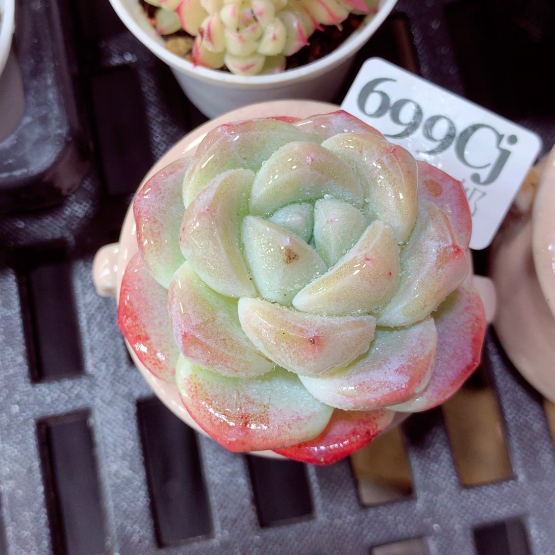 5厘米盆精控多肉699