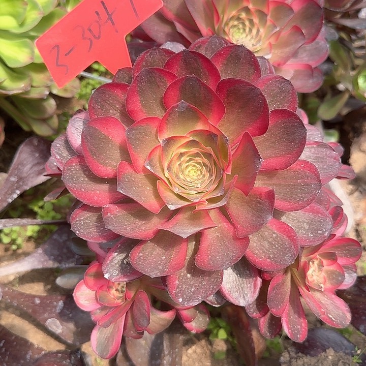 3-3047纳福掰下来发货