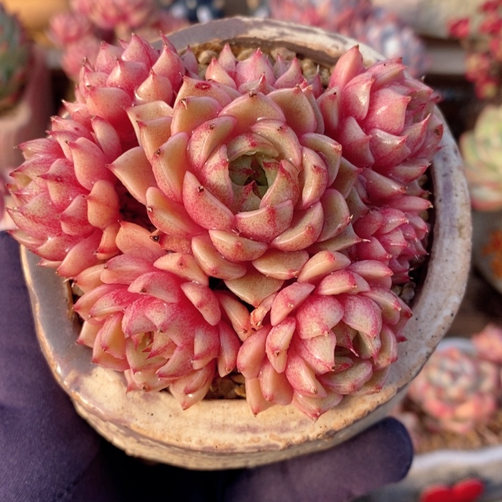 苯巴蒂斯 韩货精品