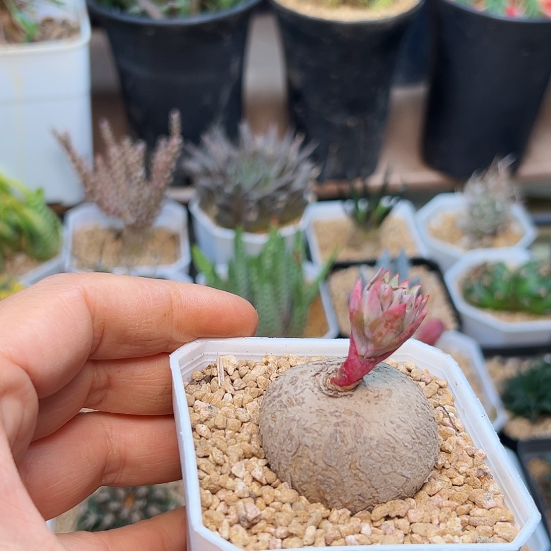 玫瑰大戟实生球一颗