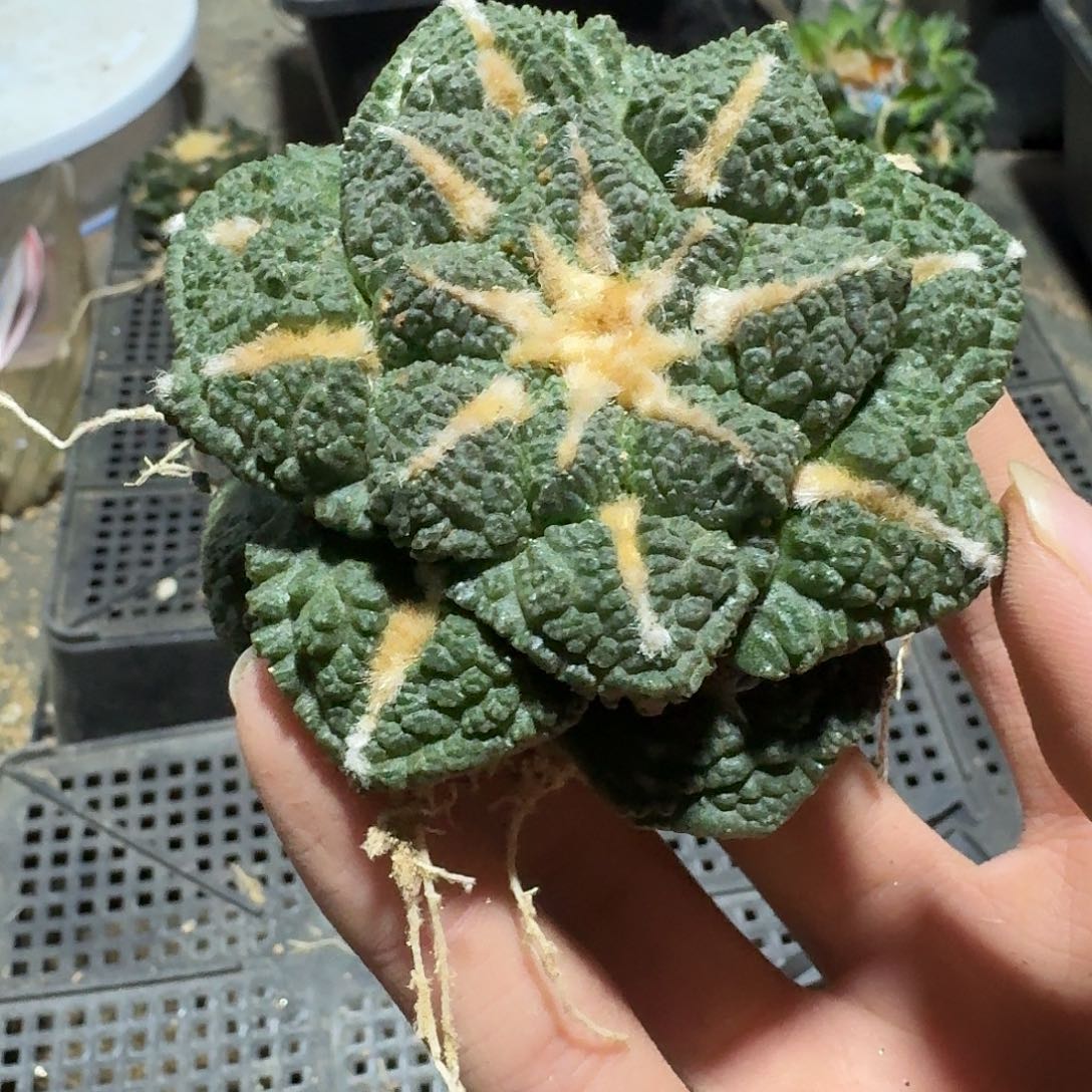 975号仙人球萝卜个