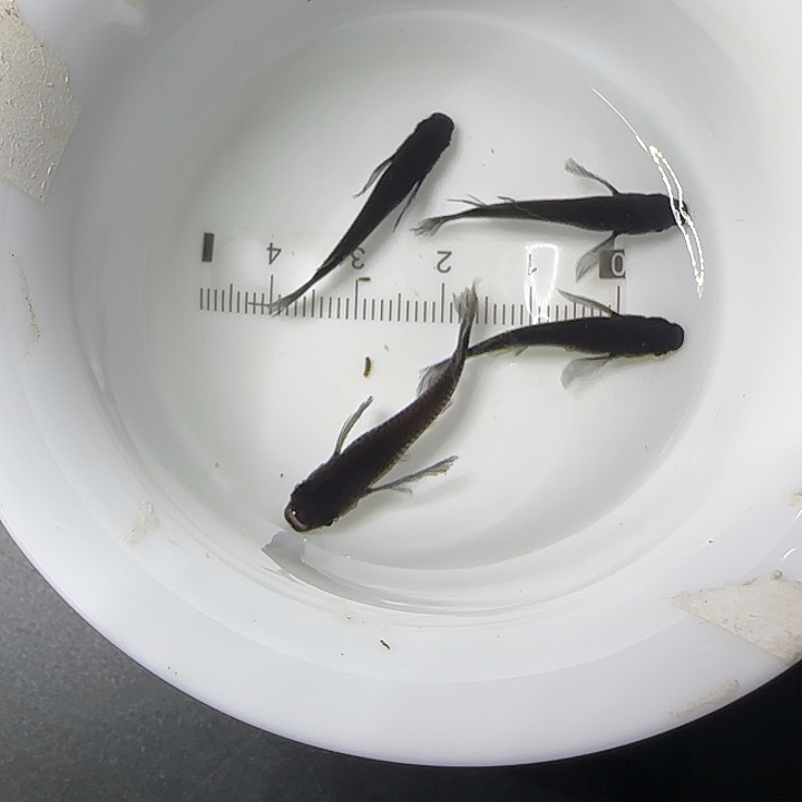 青鳉鱼观背青鱂80