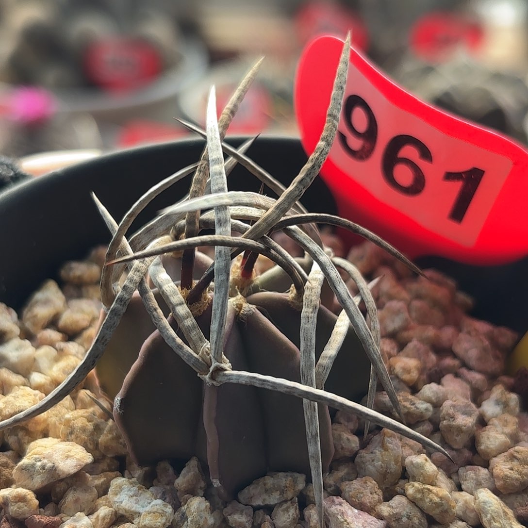 仙人球实生水牛角